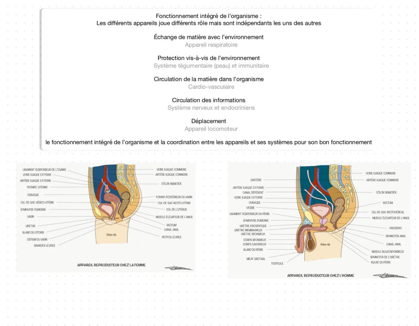 Cavité crânienne Cavité thoracique
Coeur
Poumon
Organes Encéphale
cerveau
cervelé
bulbe encéphale
Cavité crânienne:
- Former de 8 os soudé
-