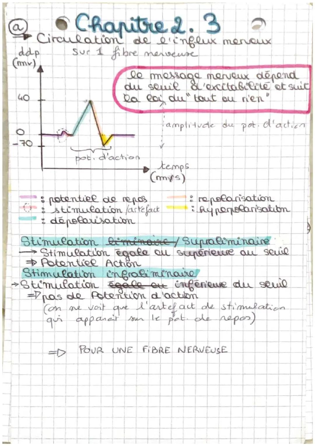 Schéma du Trajet de l'Influx Nerveux et Potentiel d'Action pour Enfants