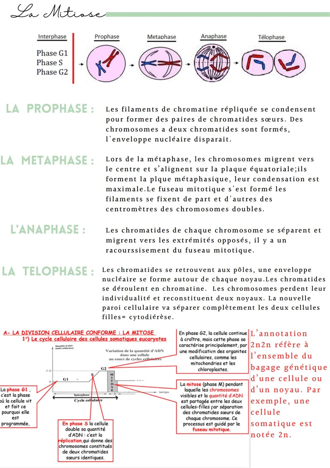 Introduction
La mitose et la méiose sont des processus de la division cellulaire. Elles se
distinguent par le type des cellules obtenues, so