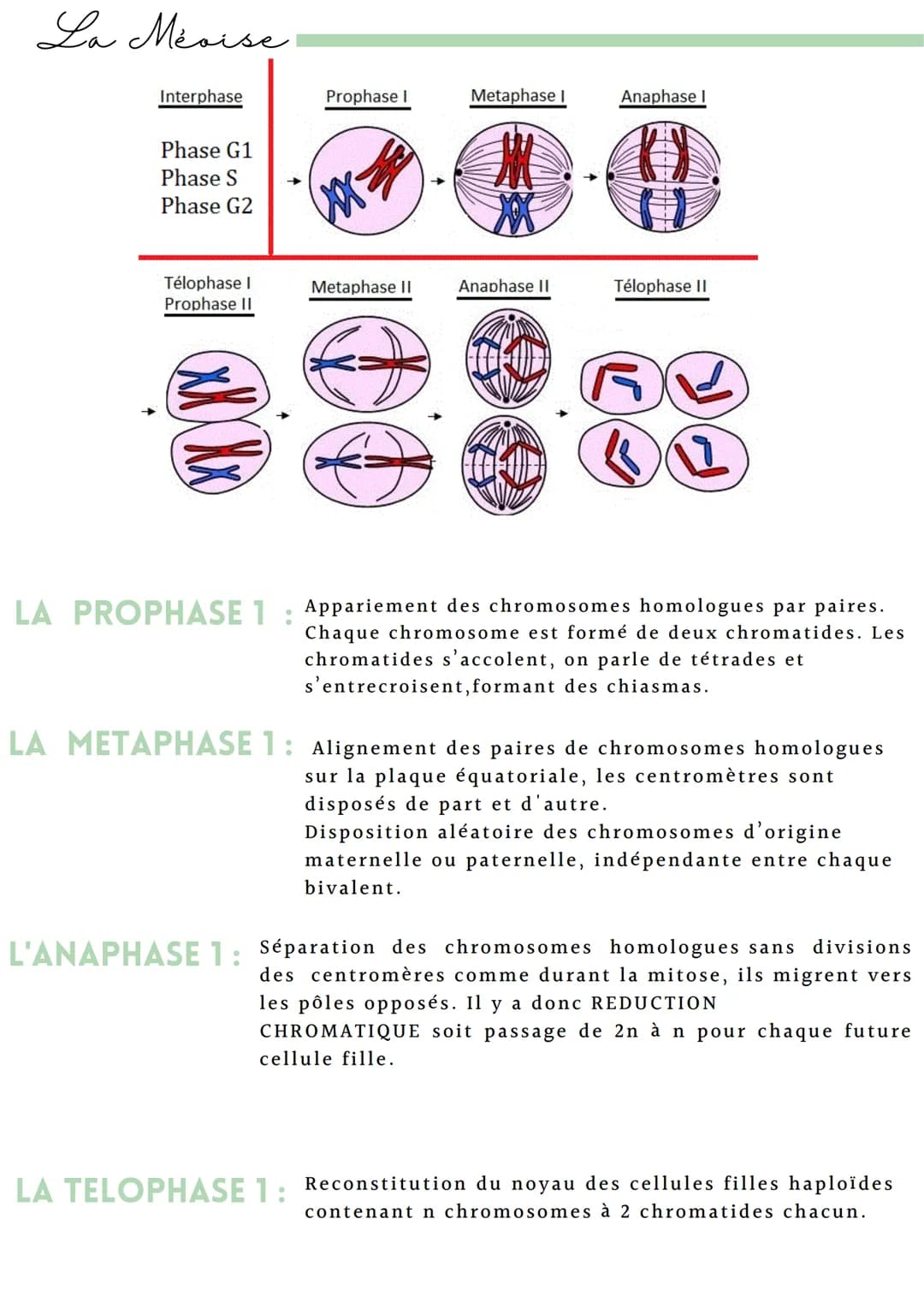 Introduction
La mitose et la méiose sont des processus de la division cellulaire. Elles se
distinguent par le type des cellules obtenues, so