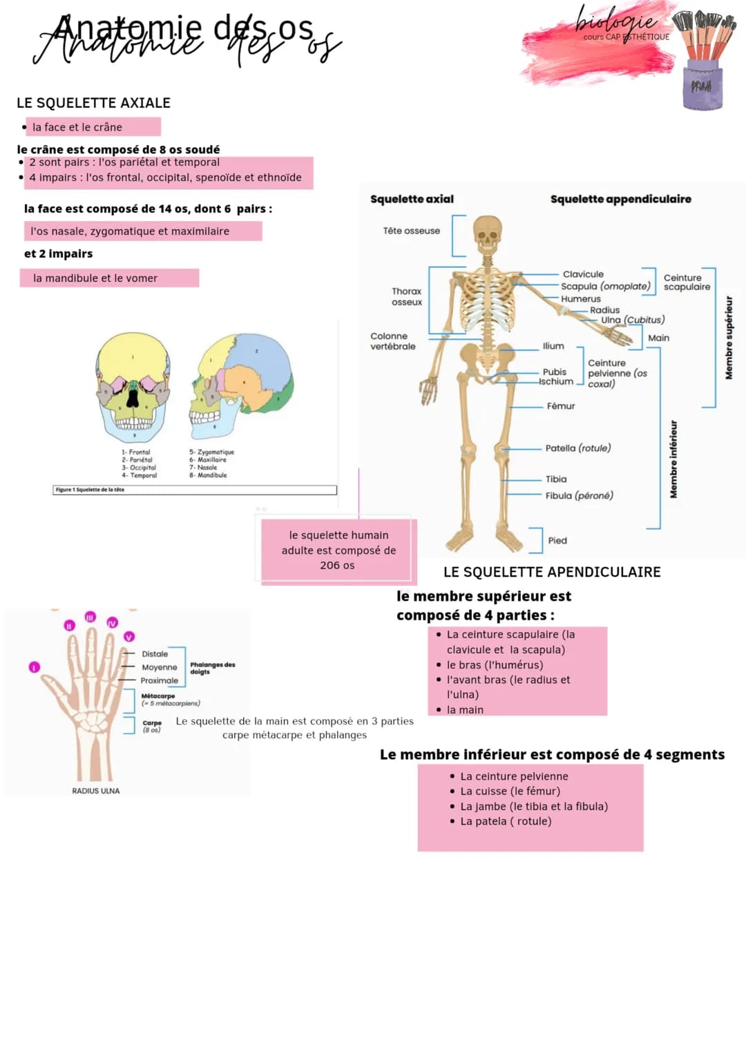 Anatomie des oss
LE SQUELETTE AXIALE
• la face et le crâne
le crâne est composé de 8 os soudé
• 2 sont pairs : l'os pariétal et temporal
4 i