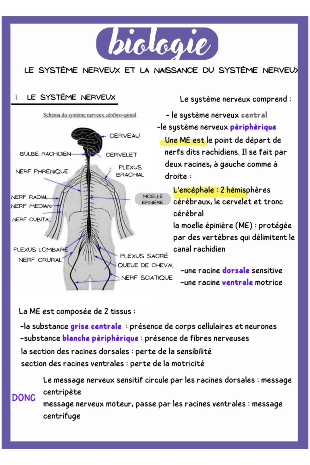 biologie
LE SYSTÈME NERVEUX ET LA NAISSANCE DU SYSTÈME NERVEUX
1. LE SYSTÈME NERVEUX
Schéma du systéme nerveux cérébro-spinal
BULBE RACHIDIE