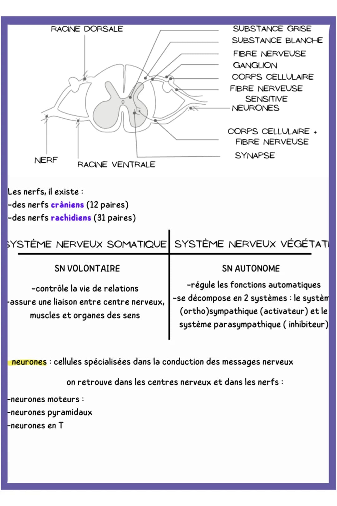 biologie
LE SYSTÈME NERVEUX ET LA NAISSANCE DU SYSTÈME NERVEUX
1. LE SYSTÈME NERVEUX
Schéma du systéme nerveux cérébro-spinal
BULBE RACHIDIE