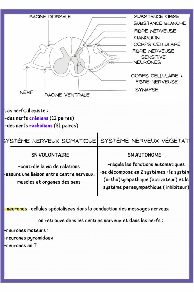 biologie
LE SYSTÈME NERVEUX ET LA NAISSANCE DU SYSTÈME NERVEUX
1. LE SYSTÈME NERVEUX
Schéma du systéme nerveux cérébro-spinal
BULBE RACHIDIE