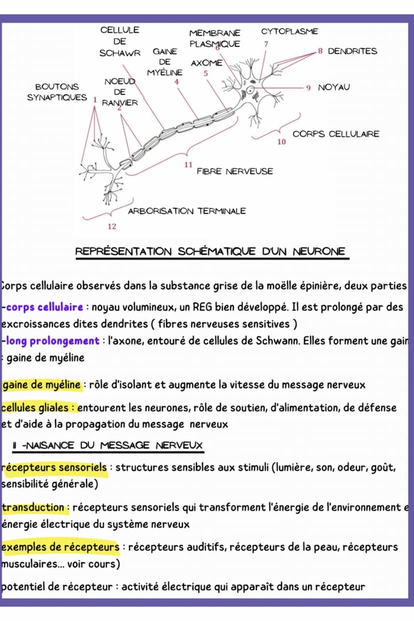 biologie
LE SYSTÈME NERVEUX ET LA NAISSANCE DU SYSTÈME NERVEUX
1. LE SYSTÈME NERVEUX
Schéma du systéme nerveux cérébro-spinal
BULBE RACHIDIE