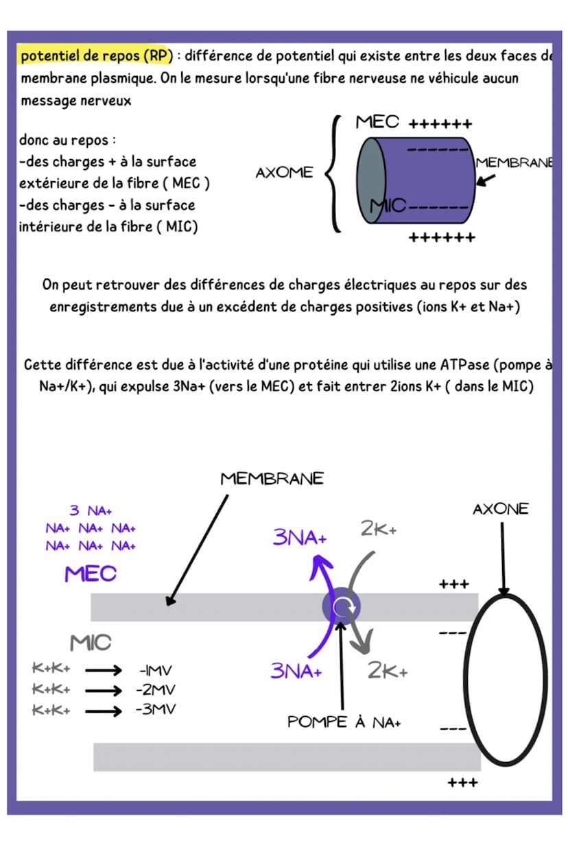 biologie
LE SYSTÈME NERVEUX ET LA NAISSANCE DU SYSTÈME NERVEUX
1. LE SYSTÈME NERVEUX
Schéma du systéme nerveux cérébro-spinal
BULBE RACHIDIE