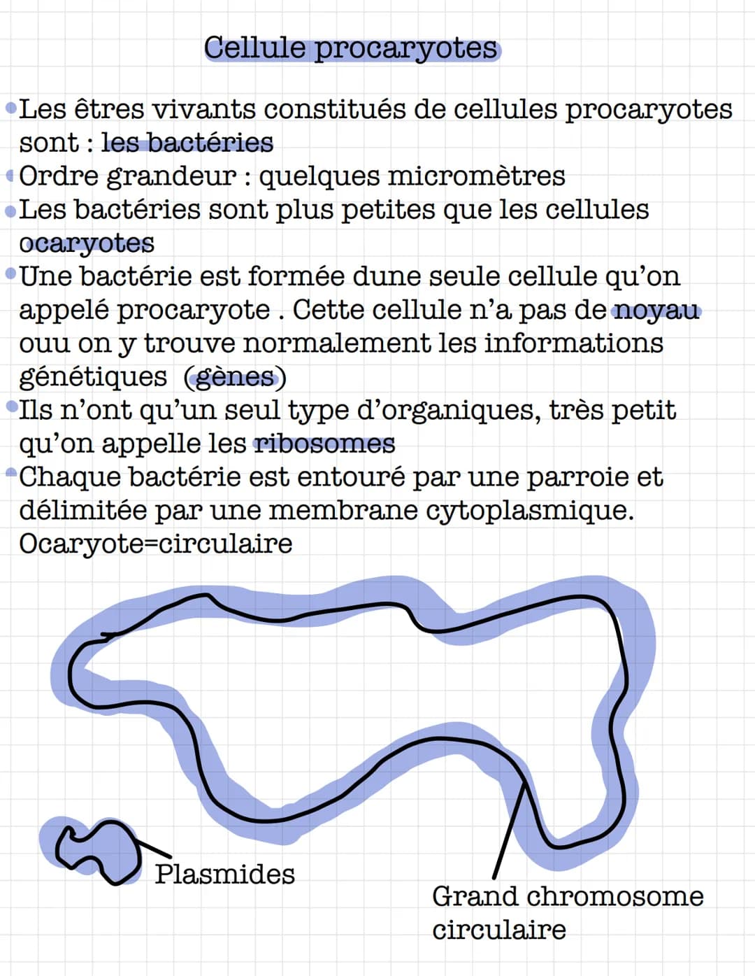 Cellule procaryotes
Les êtres vivants constitués de cellules procaryotes
sont les bactéries
Ordre grandeur : quelques micromètres
•Les bacté