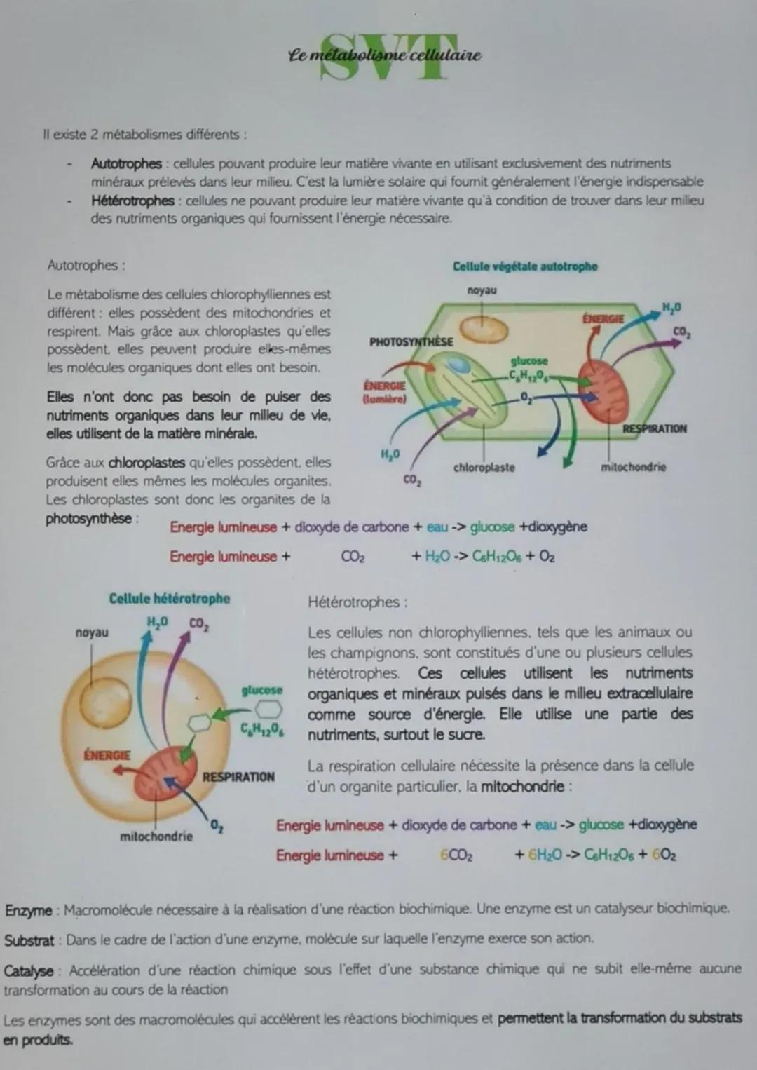 Apprends le Métabolisme Autotrophe et Hétérotrophe - Cours et Exercice Corrigé Interactive