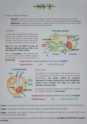 Know Le métabolisme cellulaire  thumbnail