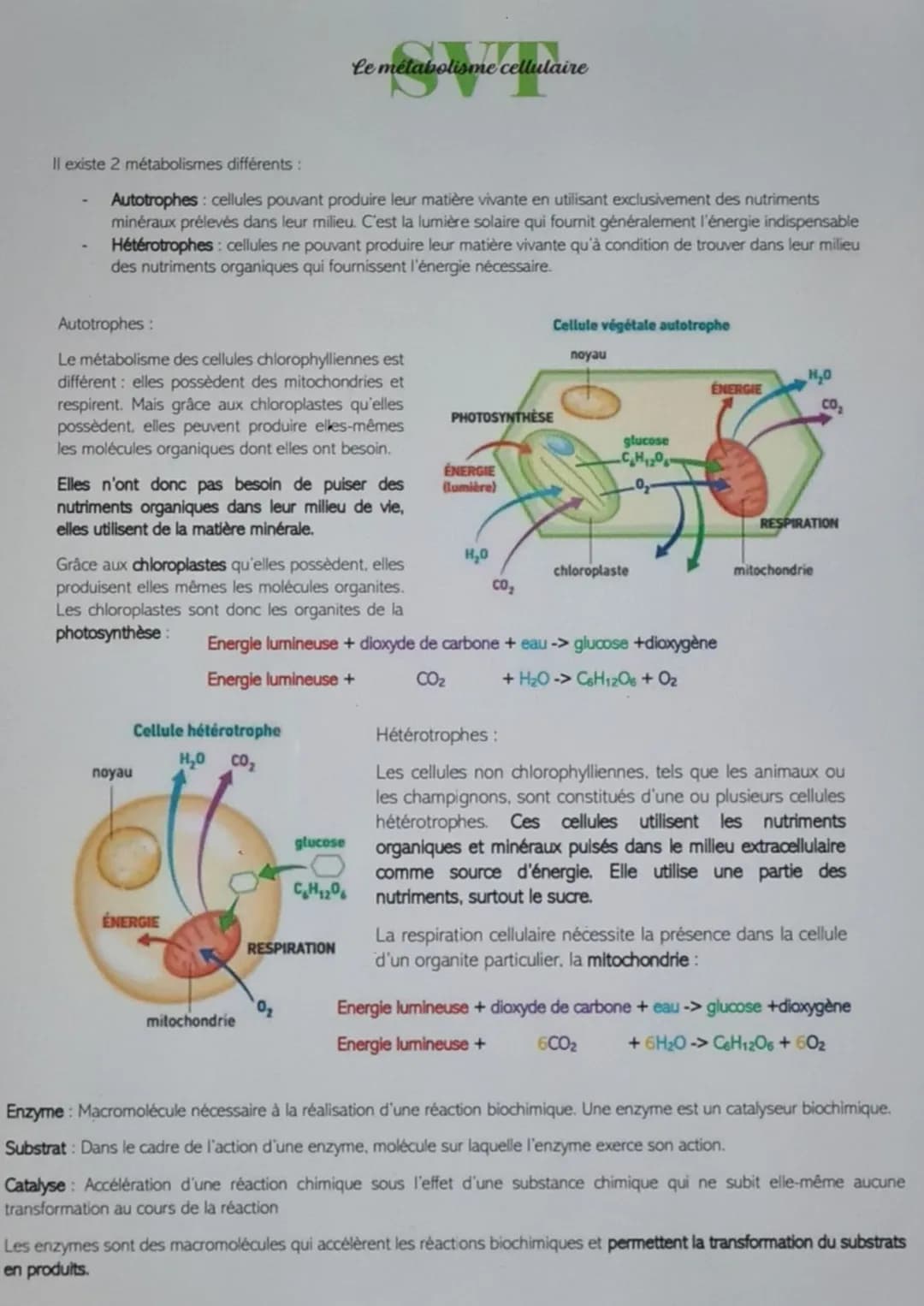 Il existe 2 métabolismes différents :
Autotrophes: cellules pouvant produire leur matière vivante en utilisant exclusivement des nutriments
