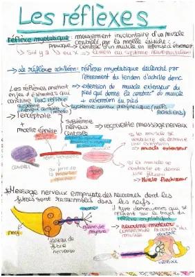 Know Réflexe myotatique thumbnail