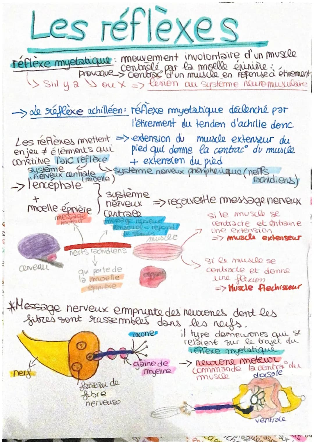 555
S
S
ミ
Les réflexes
réflexe myelatique: mouvement involontaire d'un muscle
controlé par la moelle éninière :
provoque contrac d'un musile