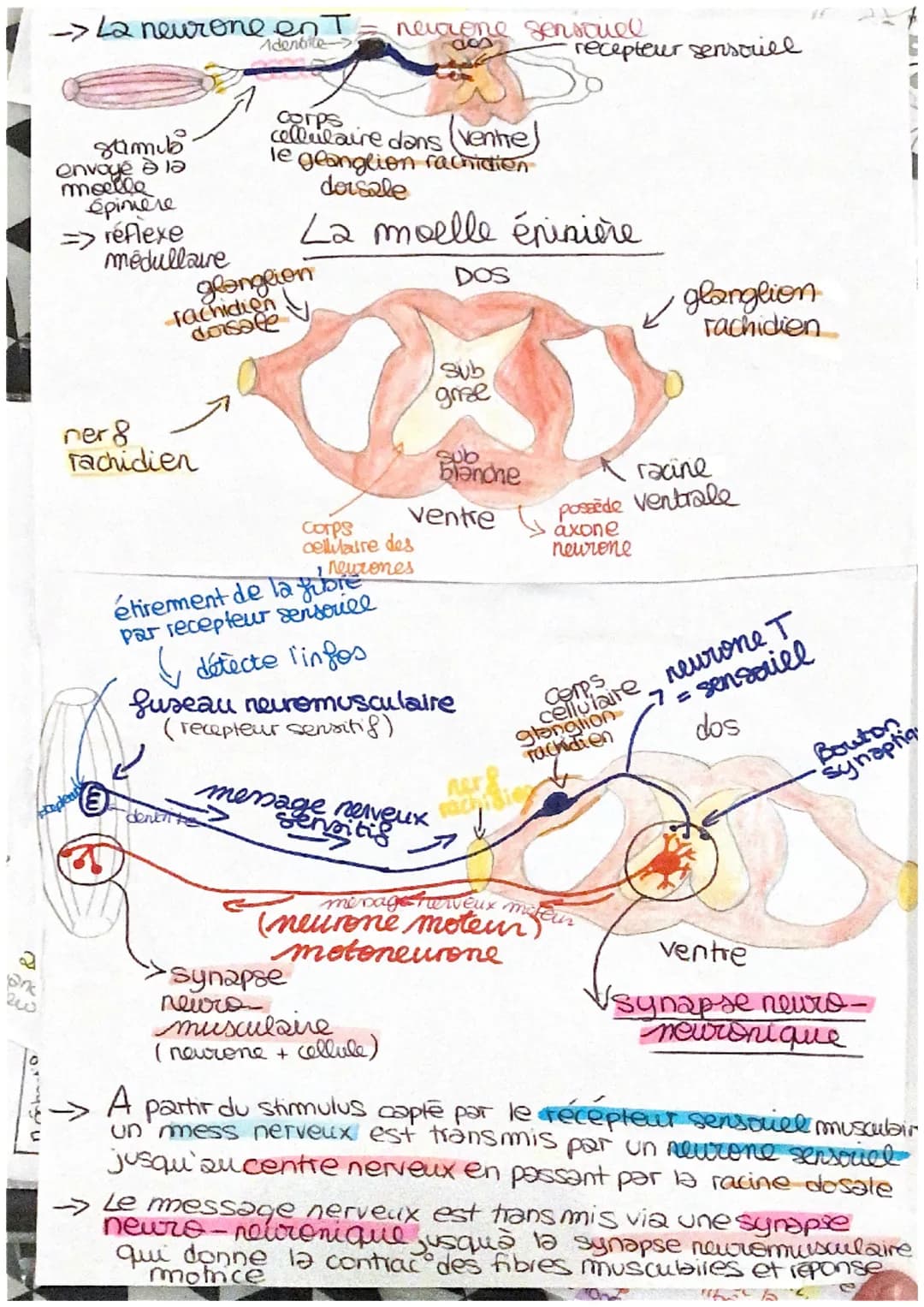 555
S
S
ミ
Les réflexes
réflexe myelatique: mouvement involontaire d'un muscle
controlé par la moelle éninière :
provoque contrac d'un musile