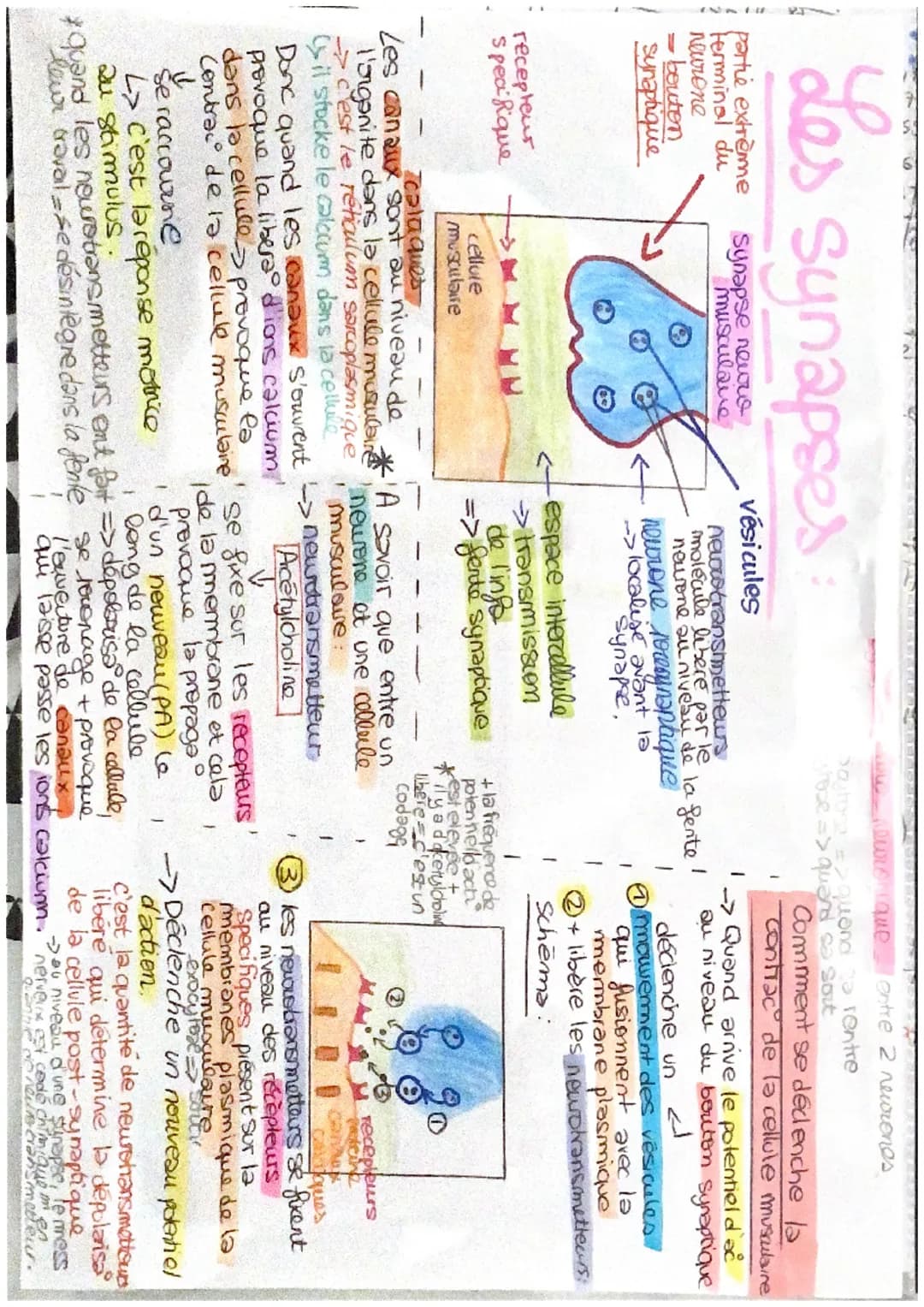 555
S
S
ミ
Les réflexes
réflexe myelatique: mouvement involontaire d'un muscle
controlé par la moelle éninière :
provoque contrac d'un musile