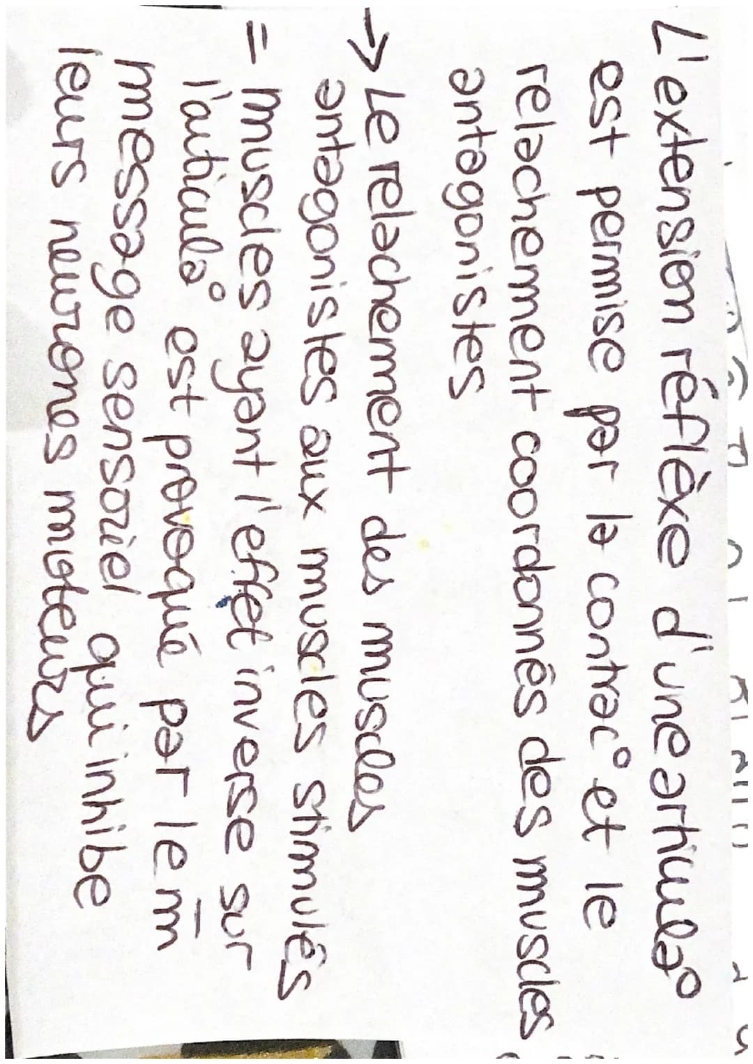 555
S
S
ミ
Les réflexes
réflexe myelatique: mouvement involontaire d'un muscle
controlé par la moelle éninière :
provoque contrac d'un musile