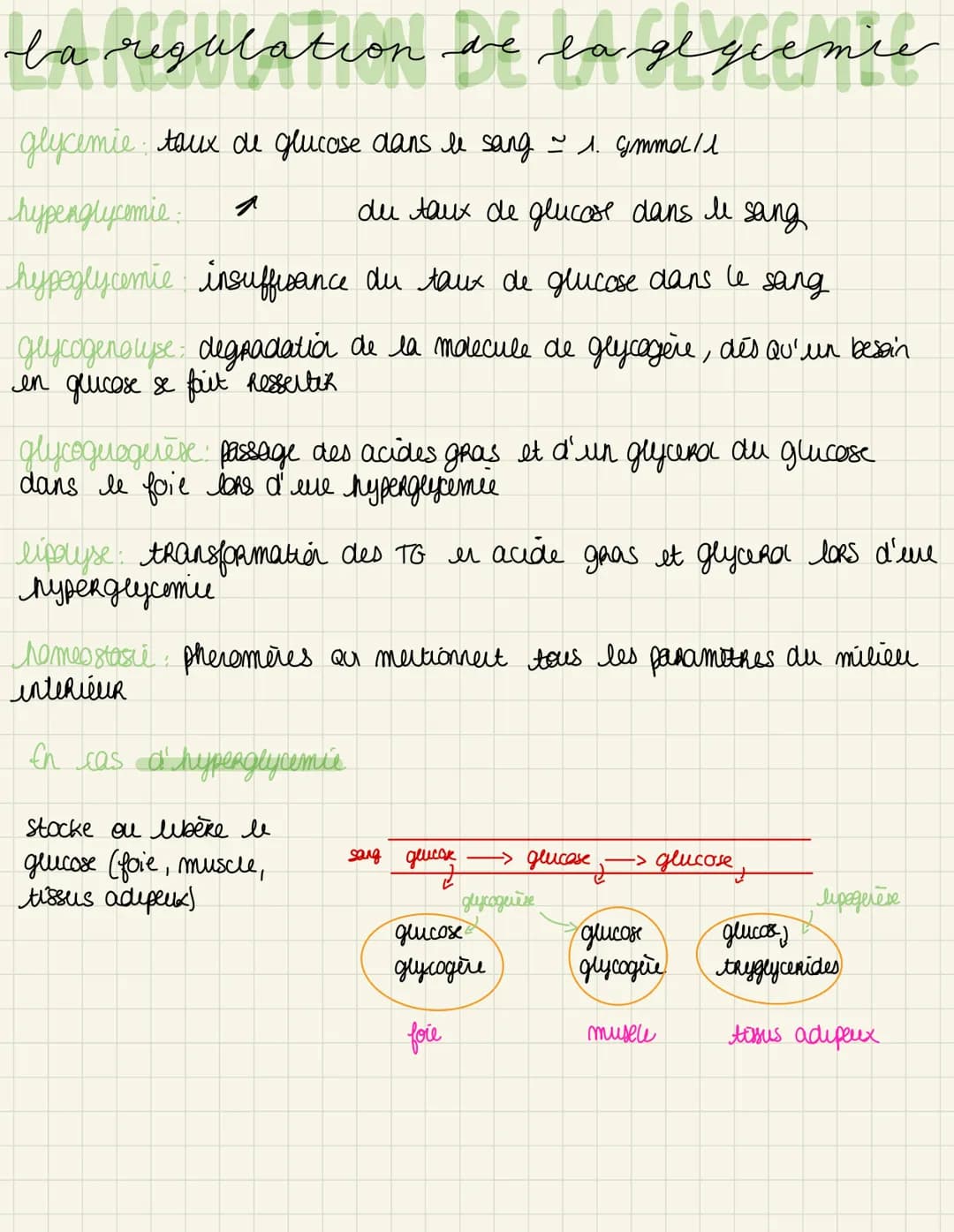 la regulation de laglgiemie
glycemie taux de glucose dans le sang ~ 1. Gmmol/l
hyperglycemie.
du taux de glucose dans le sang
hypoglycemie i