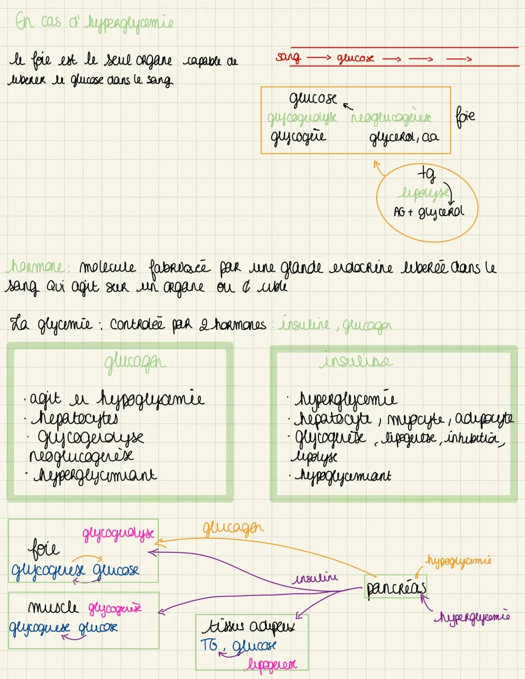 la regulation de laglgiemie
glycemie taux de glucose dans le sang ~ 1. Gmmol/l
hyperglycemie.
du taux de glucose dans le sang
hypoglycemie i