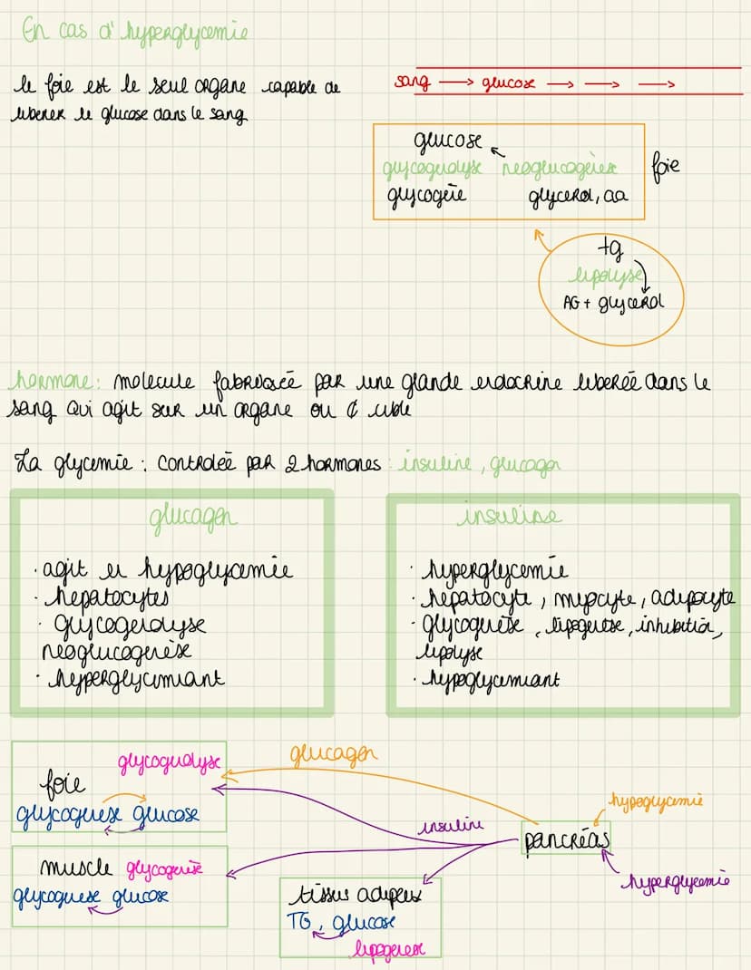 la regulation de laglgiemie
glycemie taux de glucose dans le sang ~ 1. Gmmol/l
hyperglycemie.
du taux de glucose dans le sang
hypoglycemie i