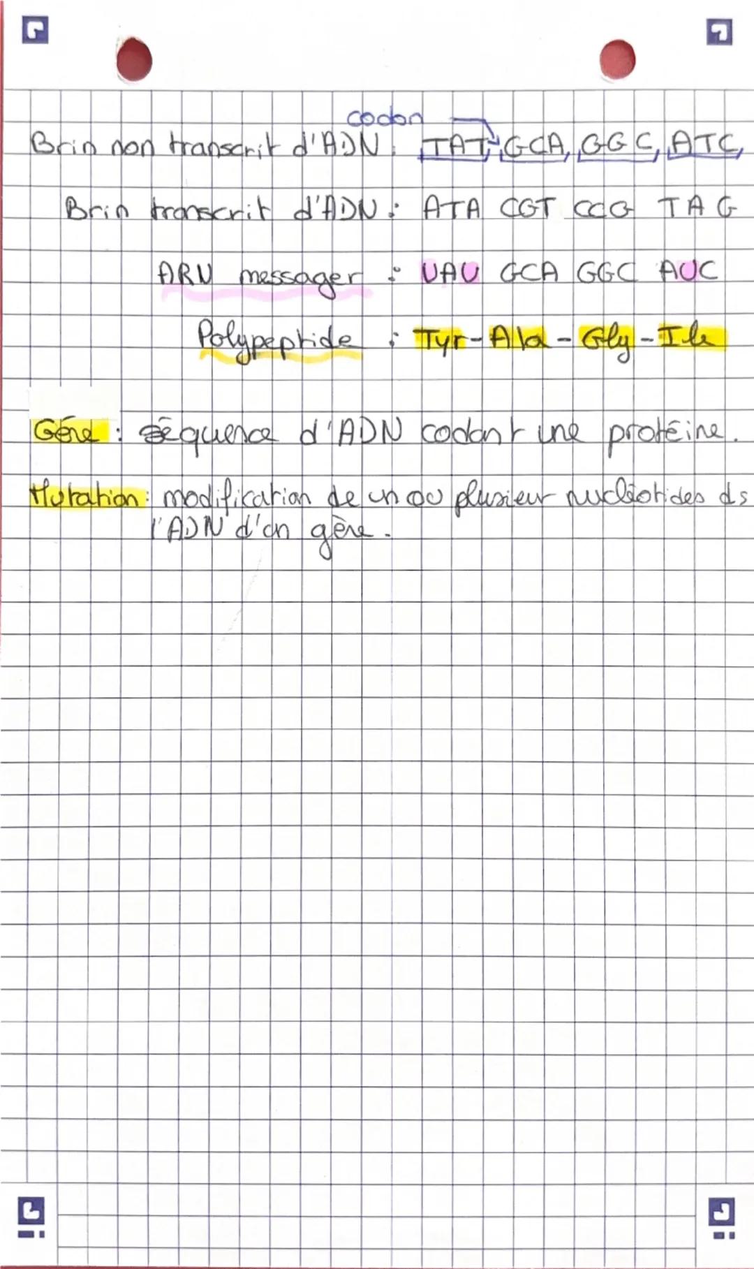 --- OCR Start ---
cocon
Brin non transcrit d'ADN TAT GCA, GGC, ATC,
Brin transcrit d'ADN: ATA CGT CCG TAG
ARU messager : VAU GCA GGC AUC
Pol