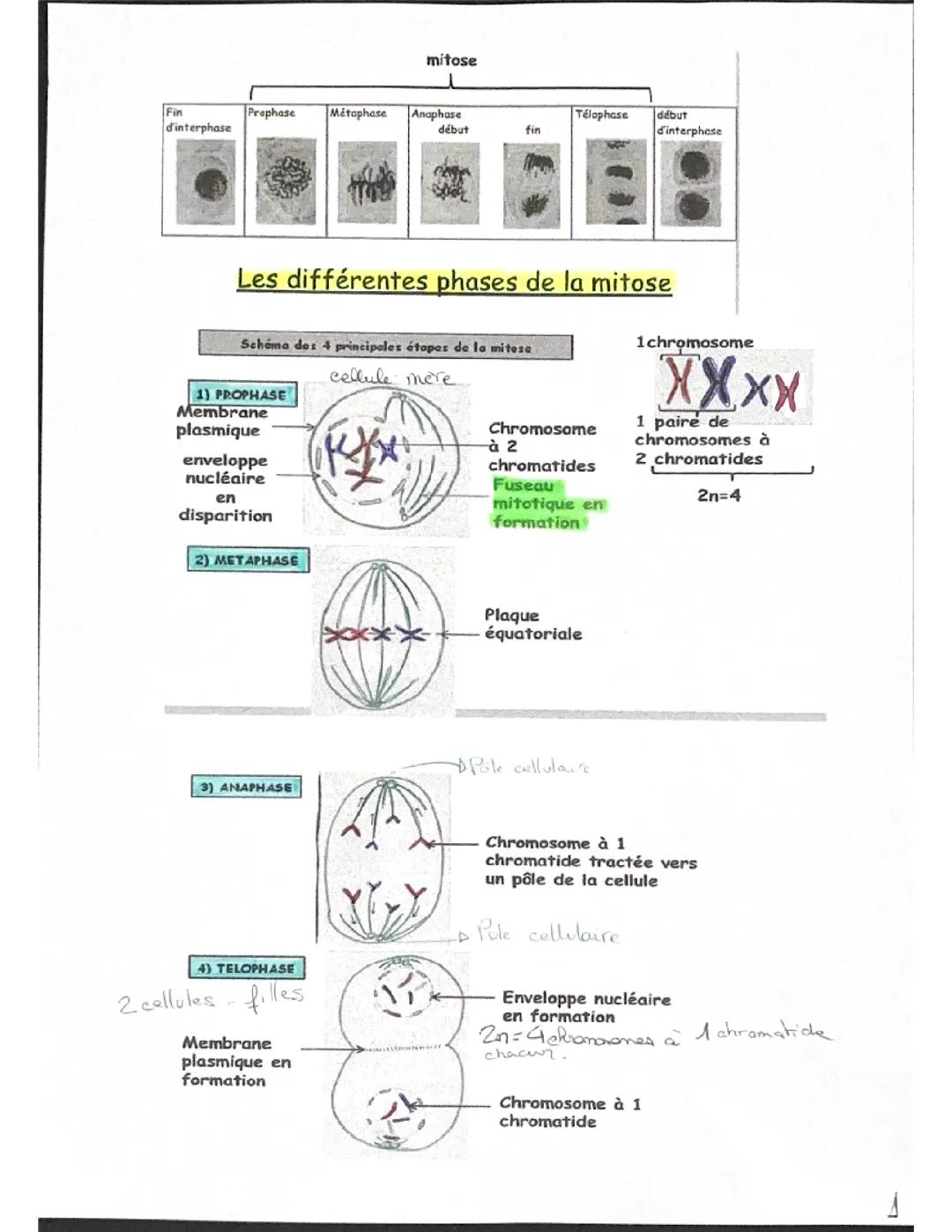 Les différentes phases de la mitose 