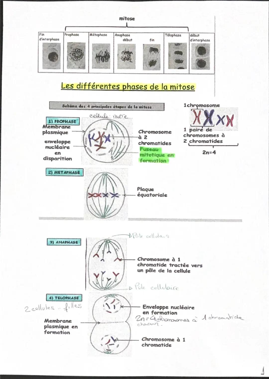 mitose
Fin
Praphase Métaphase
Anaphase
Télophase début
d'interphase
début
fin
d'interphase
Les différentes phases de la mitose
Schéma des 4 