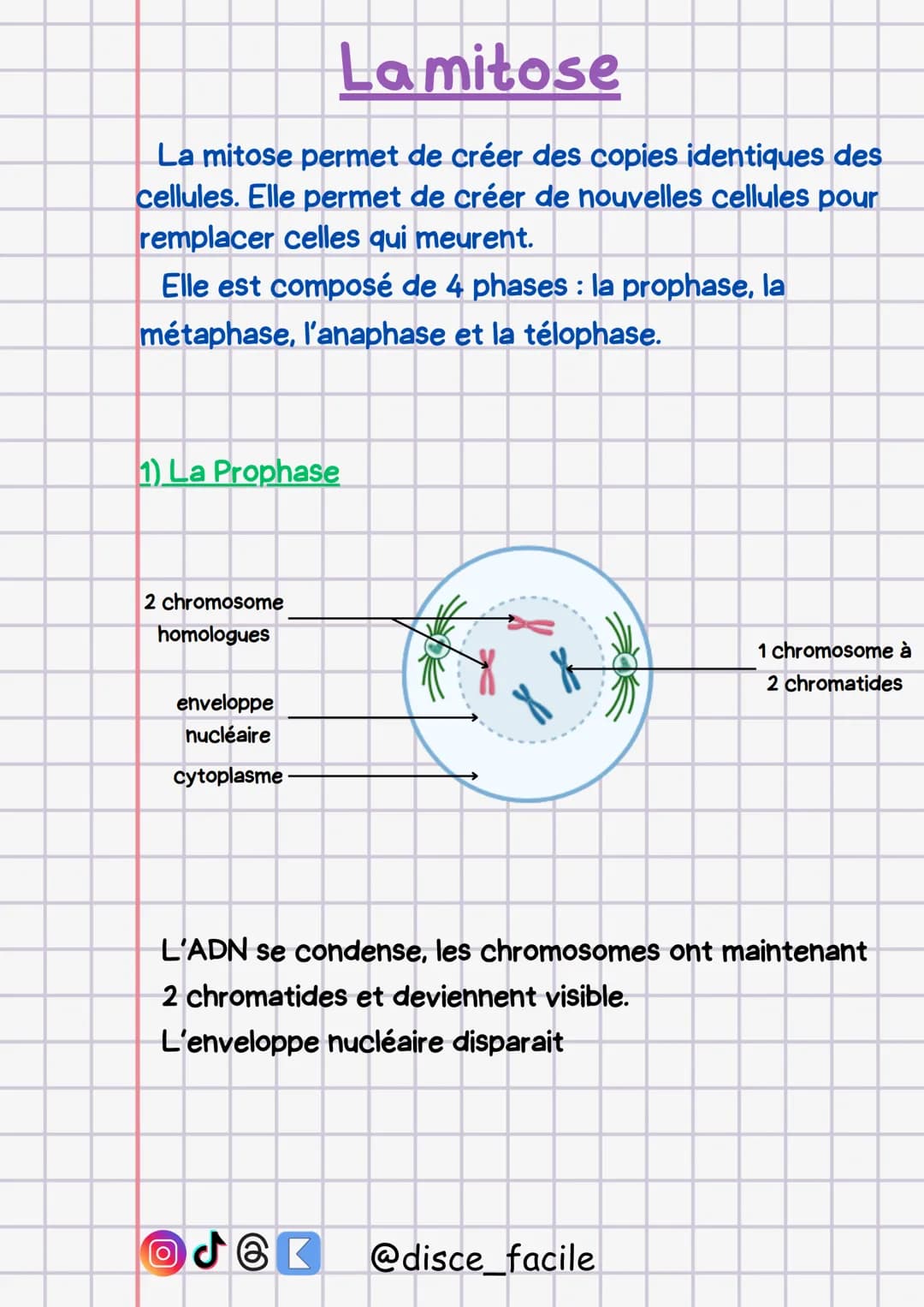 # Lamitose
La mitose permet de créer des copies identiques des
cellules. Elle permet de créer de nouvelles cellules pour
remplacer celles qu