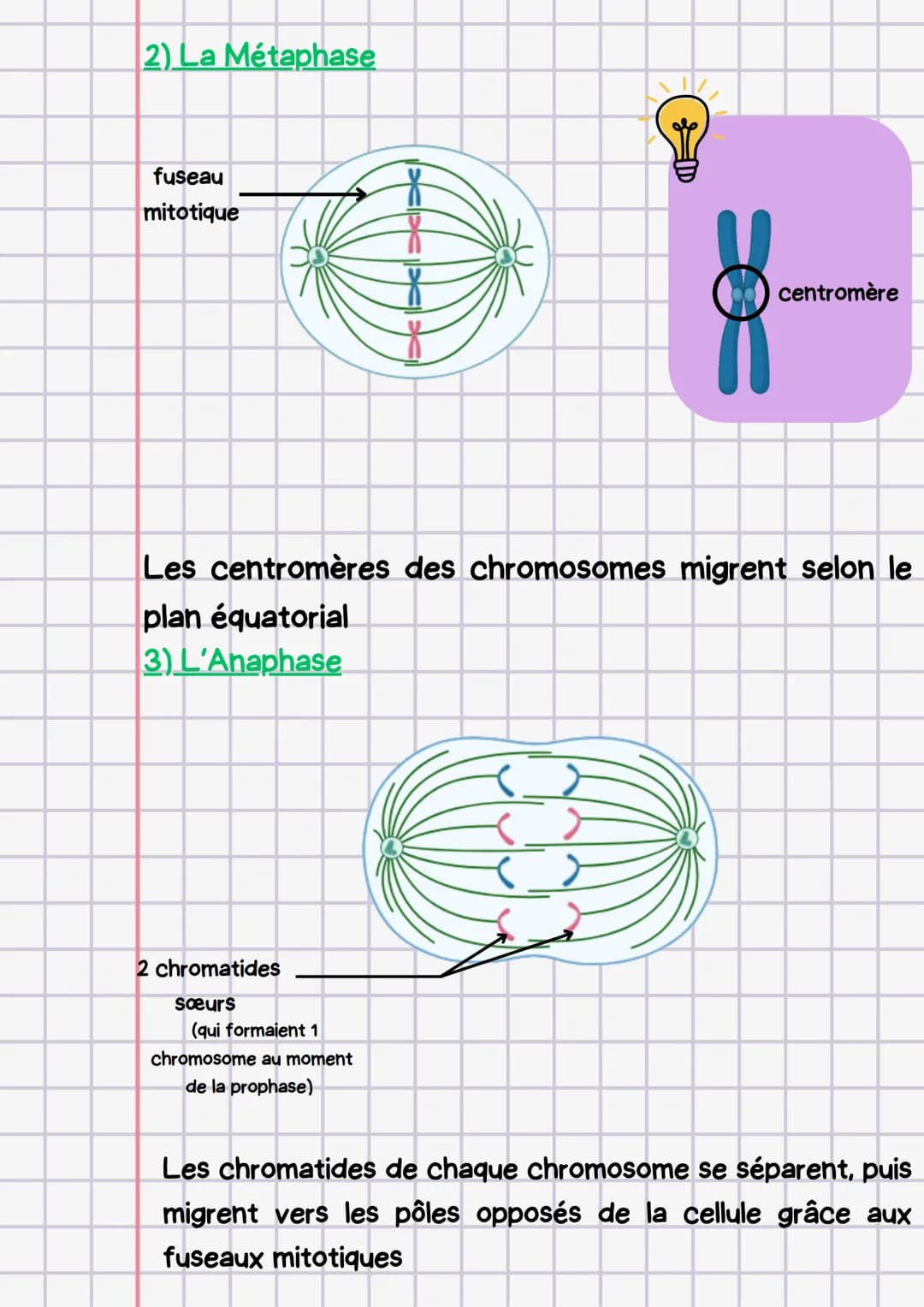 # Lamitose
La mitose permet de créer des copies identiques des
cellules. Elle permet de créer de nouvelles cellules pour
remplacer celles qu