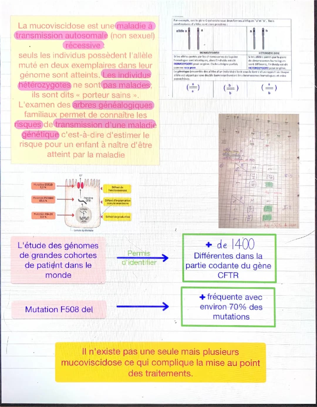 Chapitre 2: variations du patrimoine génétique et santé
Les mutations, des modification de d'ADN qui s'inscrivent ou
non dans le génome
MUTA