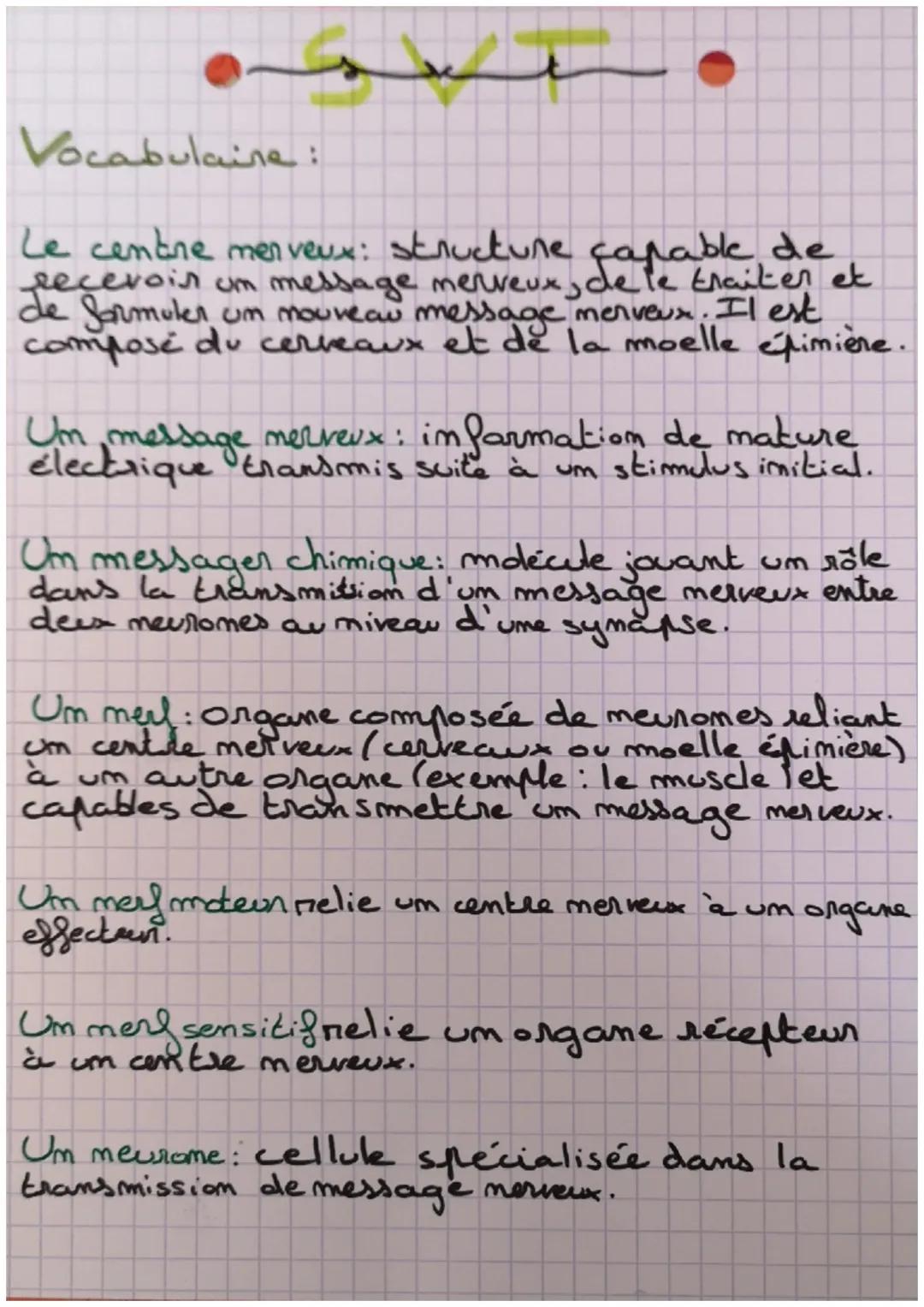 Vocabulaine:

t
Le centre merveux: structure capable de
recevoir un message merveux, de le traiter et
de formuler um mouveau message merveux