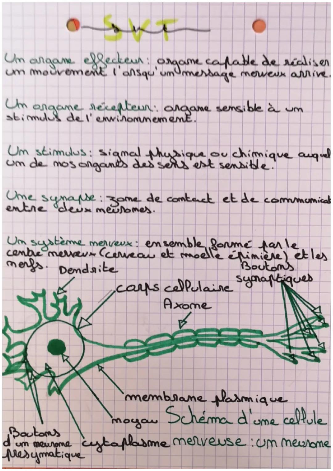 Vocabulaine:

t
Le centre merveux: structure capable de
recevoir un message merveux, de le traiter et
de formuler um mouveau message merveux