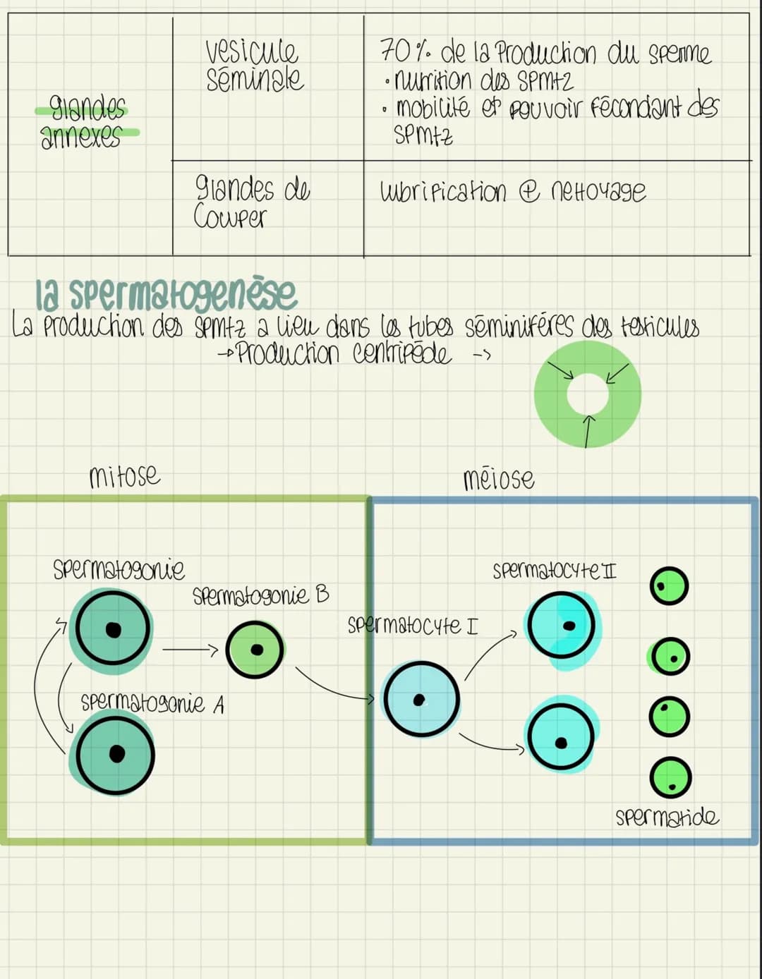 
<p>L'ovogenèse</p>
<p>L'ovogenèse est le processus de formation des ovocytes chez la femme. Elle se déroule en plusieurs étapes, dont l'ovo