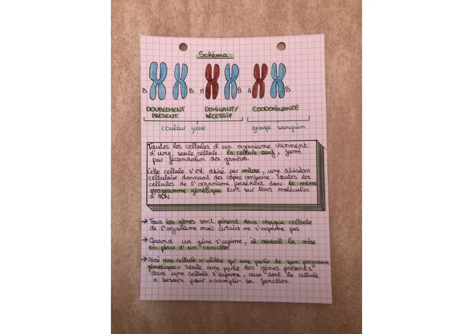 Schéma:

B
88.8888
B
DOUBLEMENT
PRÉSENT
DOMINANT/
RECESSIF
COODOMINANCE
couleur yeux
groupe sanguin

Toutes les cellules d' un organisme vie