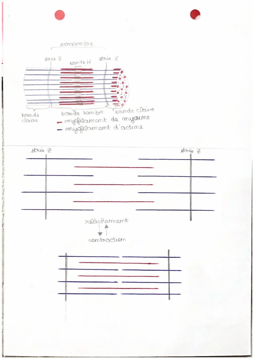 t
те
La contraction musculaire
I) contraction musculaire : du muscle à la fibre musc
-muscle (strie squelettique)
faisceau
fibre
fibre => & 