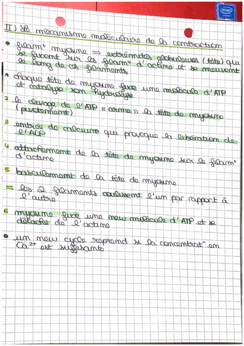 t
те
La contraction musculaire
I) contraction musculaire : du muscle à la fibre musc
-muscle (strie squelettique)
faisceau
fibre
fibre => & 