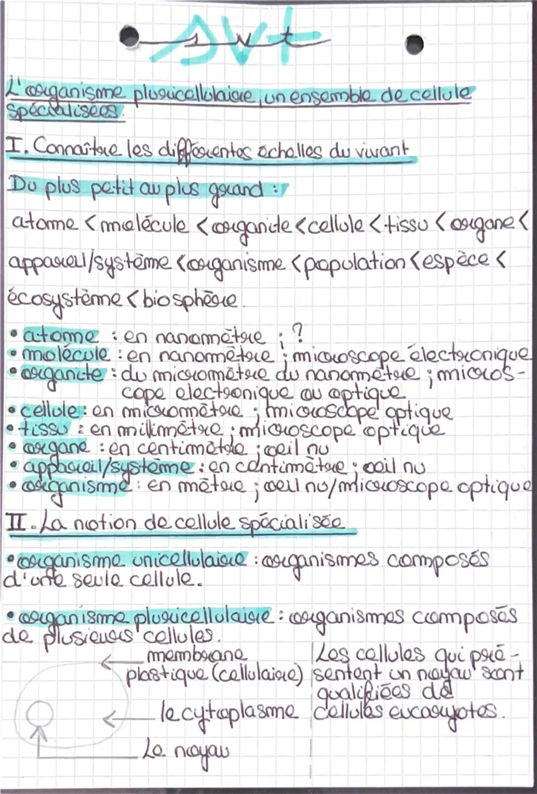 l’organisme pluricellulaire, un ensemble de cellules spécialisées 
