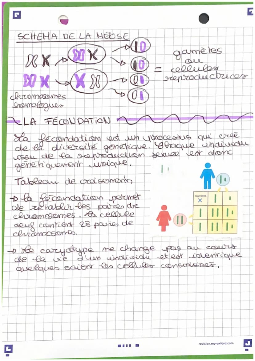 science
allele A
gène I vallèle B
Ballete c
gine 2 • allele A
Valle le B
LES GENES
00
poure de chromoscones
homologues
:
1 information
henéd