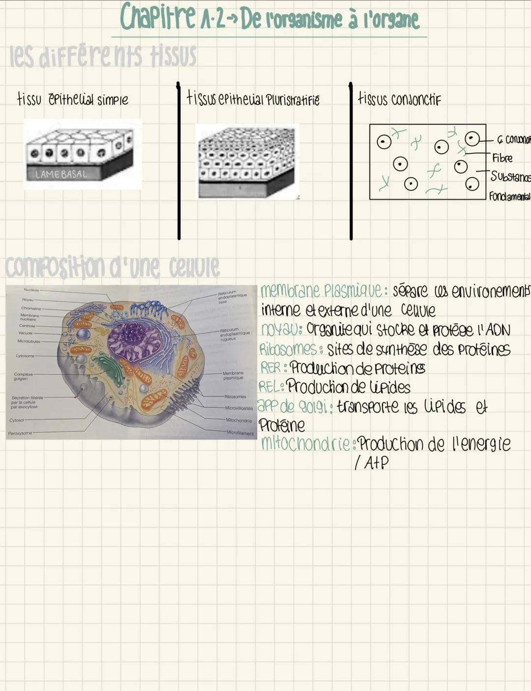 organisation du corps humain 