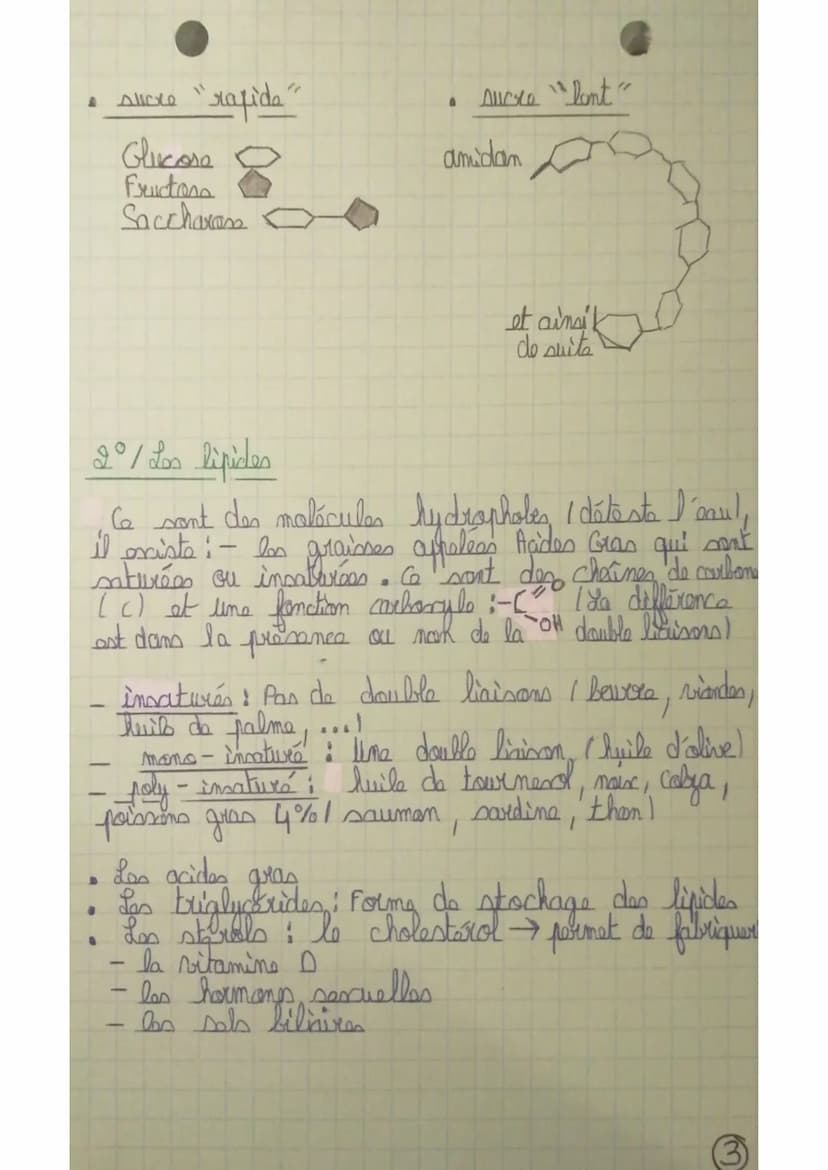 Rappel: De l'organisme à la molécule
régétal ckbrophyllim (l'éloda)
Organisme (m)
Organe (cm)
tisste c
organite Co, 1 fm
molécule ('nm 1
I'ê