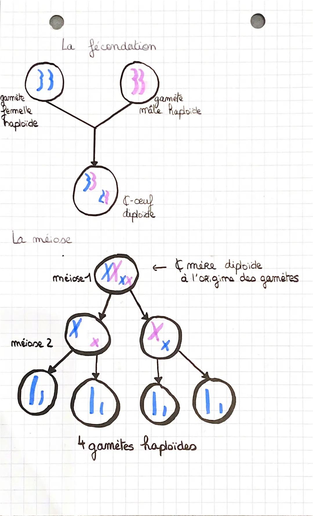l'origine du 3
genoty be des
individus
I) La conservation des génomes: stabilité génétique
et évolution clonale."
*Succession de mitoses clo