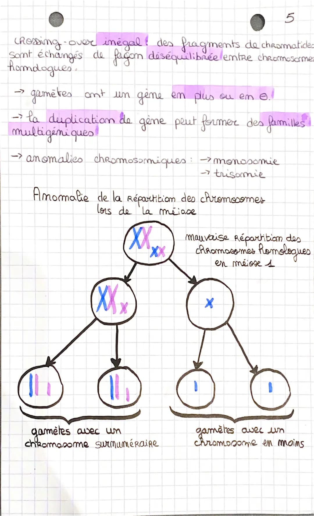 l'origine du 3
genoty be des
individus
I) La conservation des génomes: stabilité génétique
et évolution clonale."
*Succession de mitoses clo