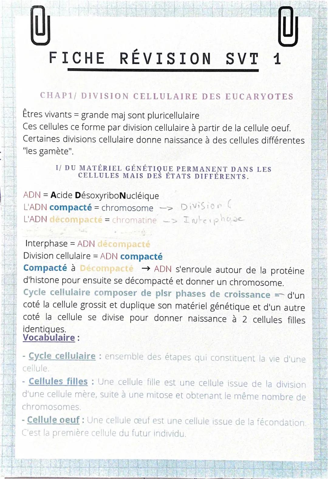 Les Divisions Cellulaires des Eucaryotes - Fiche, Exercice, Schéma, et Cours PDF