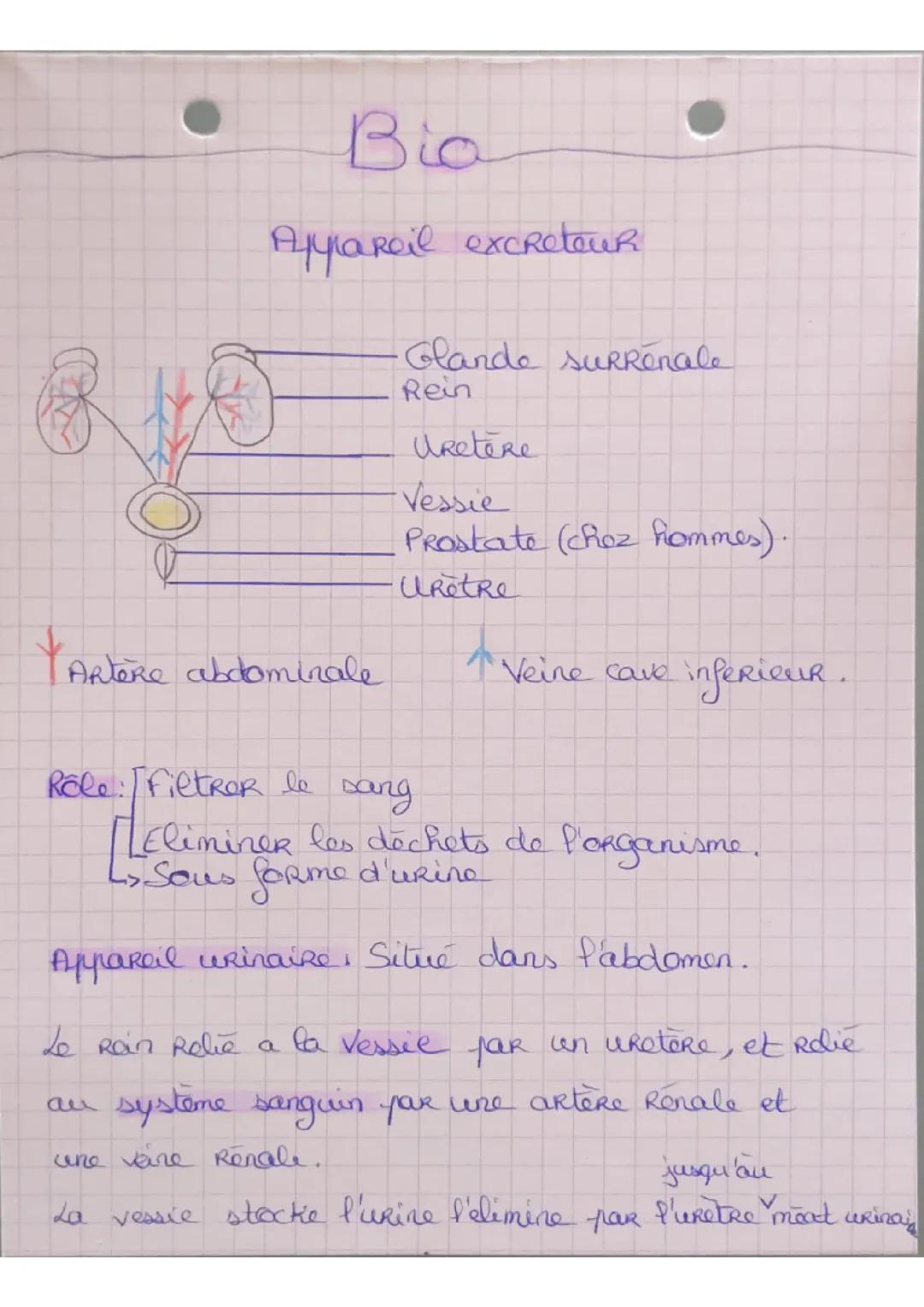 Appareil excréteur