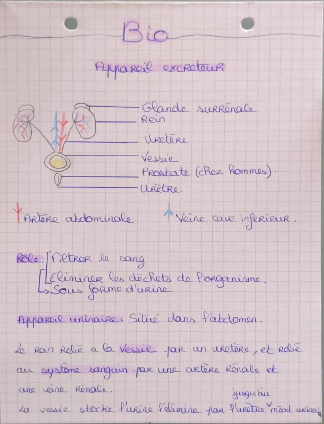 Bia
Aylareil excreteur
YARtere abdominale
Glande surRenale
Rein
Uretere
Vessie
Prostate (choz hommes).
Uretre
Role: [Filtrer le sang
↑ Veine