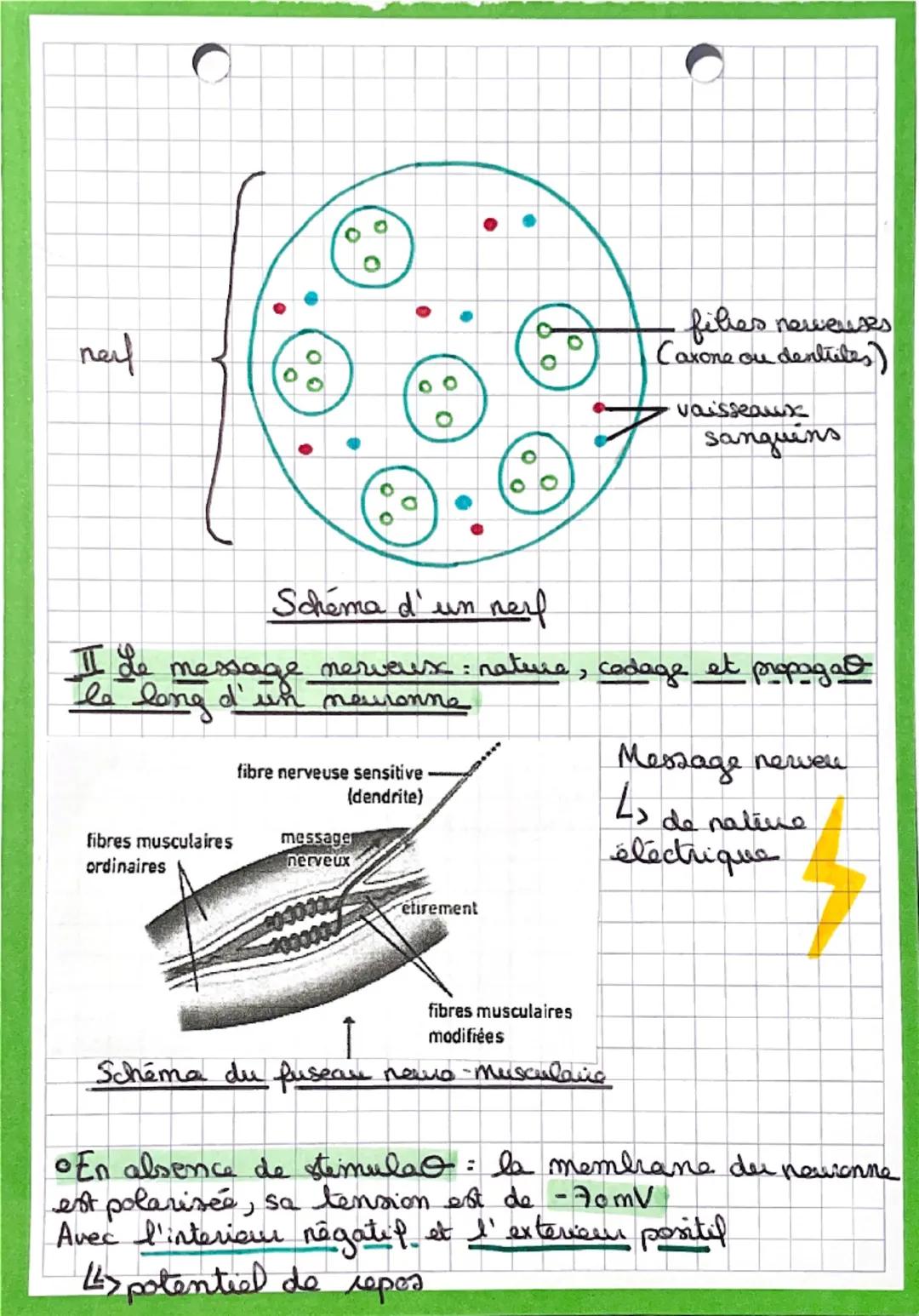 CSVA

Les reflexes

• Un reflexe est une réaco inivolontaire, stéréotypes
et rapide, alle agit en réponse à un simulus.

Reflexe mystatique: