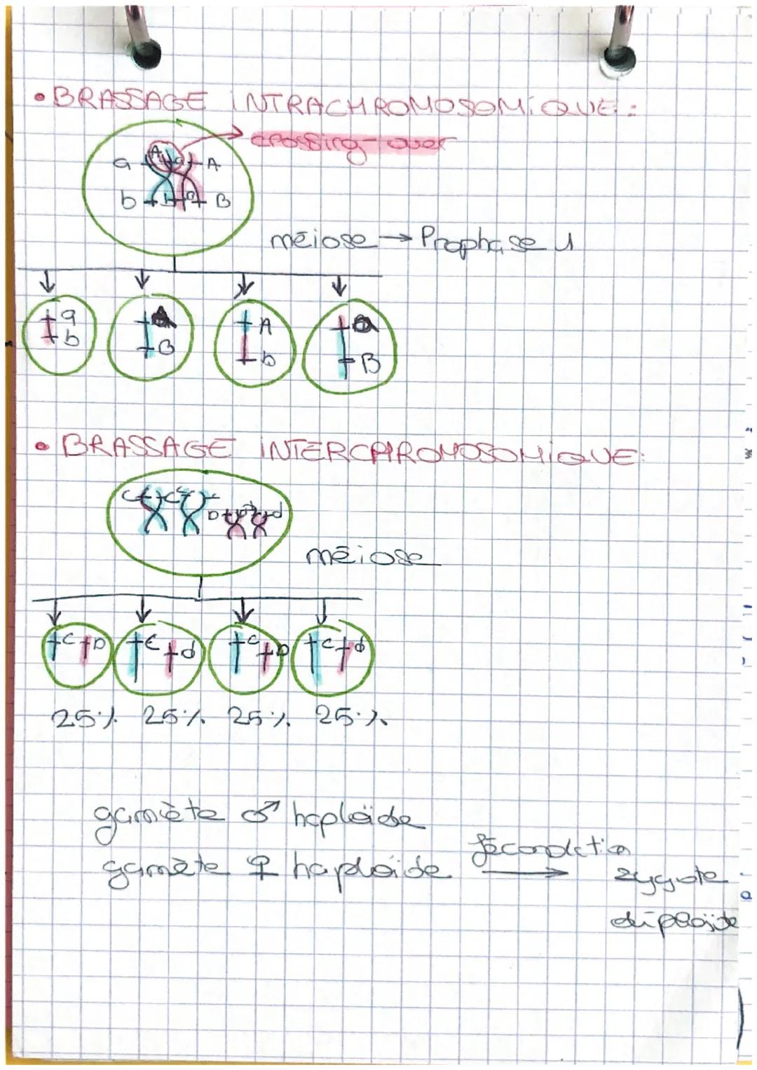 # CHAPITRE 1:
L'ORIGINE DU PHENOTYPE DES INDIVIDUS

Ela coservation de gênanos: statalité
gonétique et ses solution ceonale.

→une successio