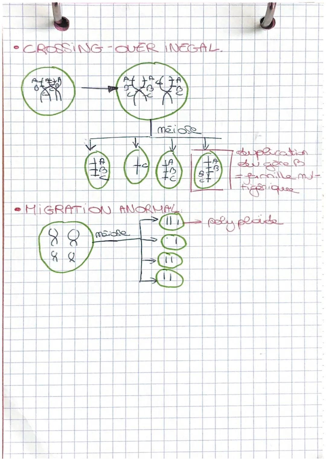 # CHAPITRE 1:
L'ORIGINE DU PHENOTYPE DES INDIVIDUS

Ela coservation de gênanos: statalité
gonétique et ses solution ceonale.

→une successio