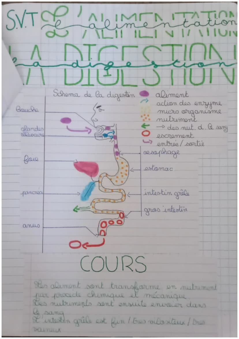 DEFINITION
appromweil digestif : Tout les organes nous permit
tant bu digestion
tube digestif : conduit parlequel les aliments.
passe
glande