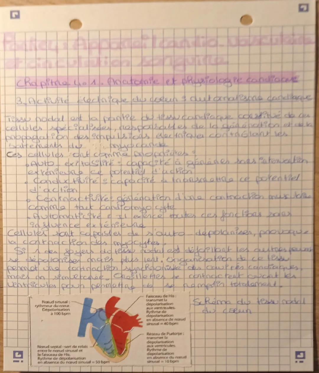 --- OCR Start ---
Π
chapitre 4a 1. Anatomie et physiologie cardiaque
1. Anatomie du corren
= structure du cerun
• cavities 120neillettes (re
