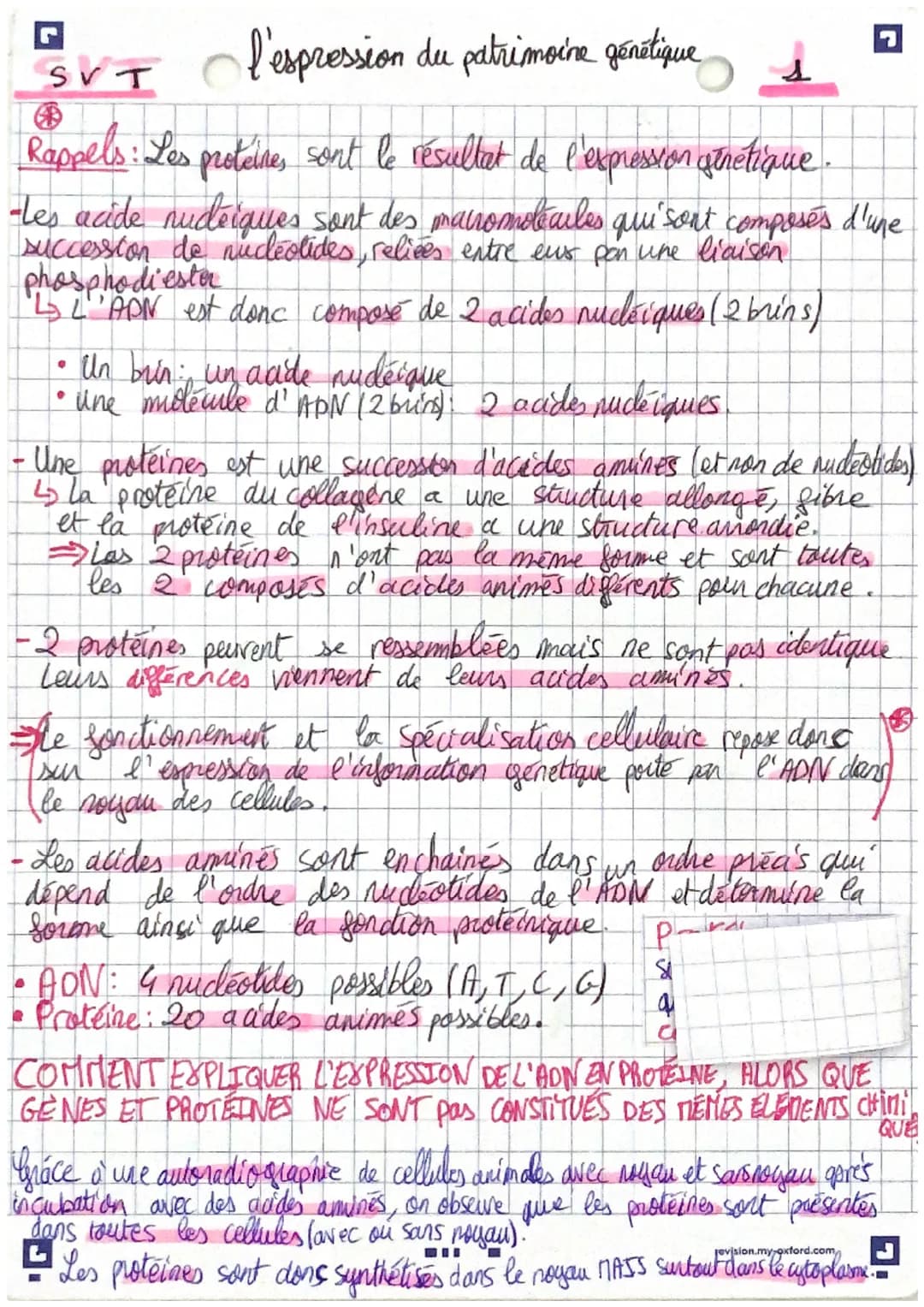 l'espression du patrimoine génétique
SVT
Rappels : Les proteines sont le résultat de l'expression génétique.
-Les acide nudeiques sont des m