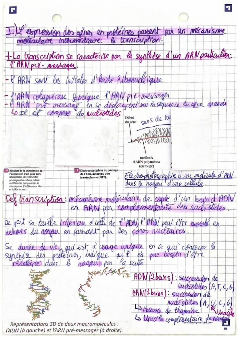 l'espression du patrimoine génétique
SVT
Rappels : Les proteines sont le résultat de l'expression génétique.
-Les acide nudeiques sont des m